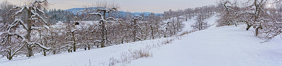 WInter Orchards Photograph by Angelo Marcialis