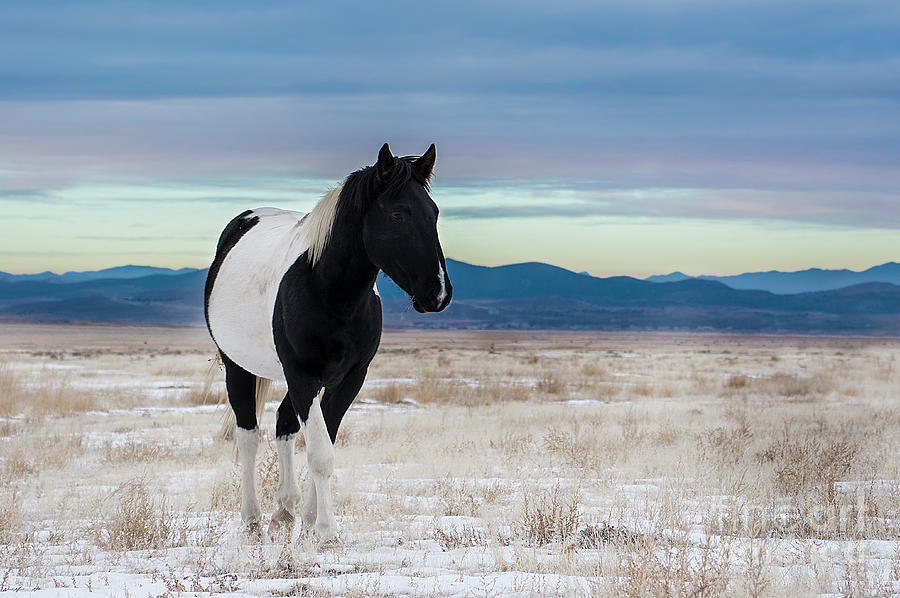 Nikon Photograph - Winter Oreo by Nicole Markmann Nelson Nikon Photograph - Winter Oreo by Nicole Markmann Nelson