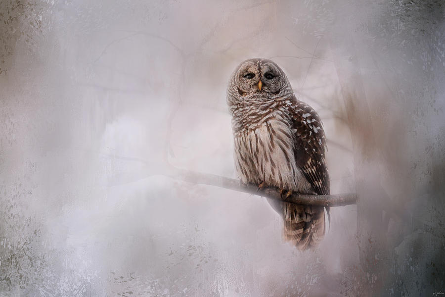 Winter Owl Photograph by Jai Johnson
