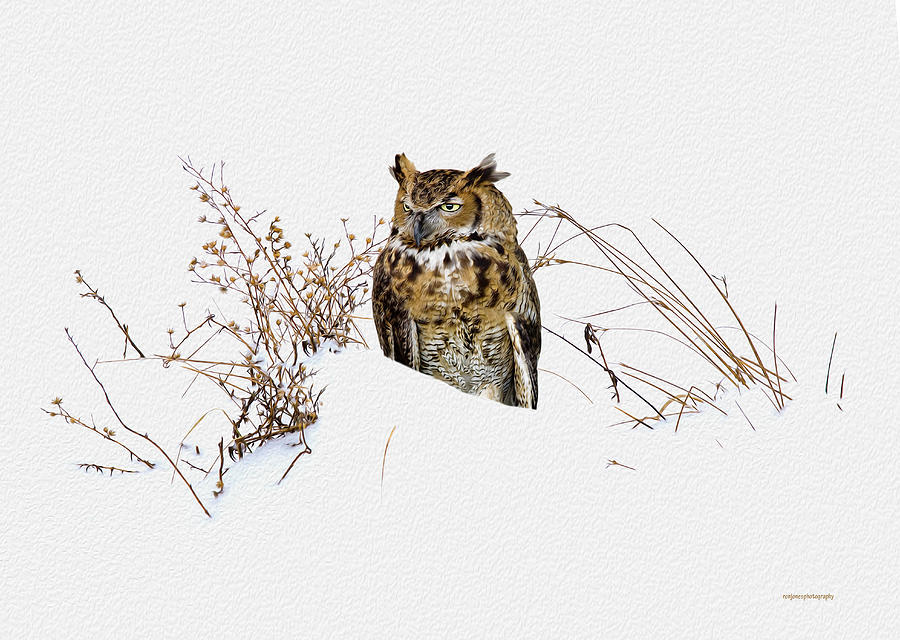Winter Photograph - Winter Owl by Ron Jones