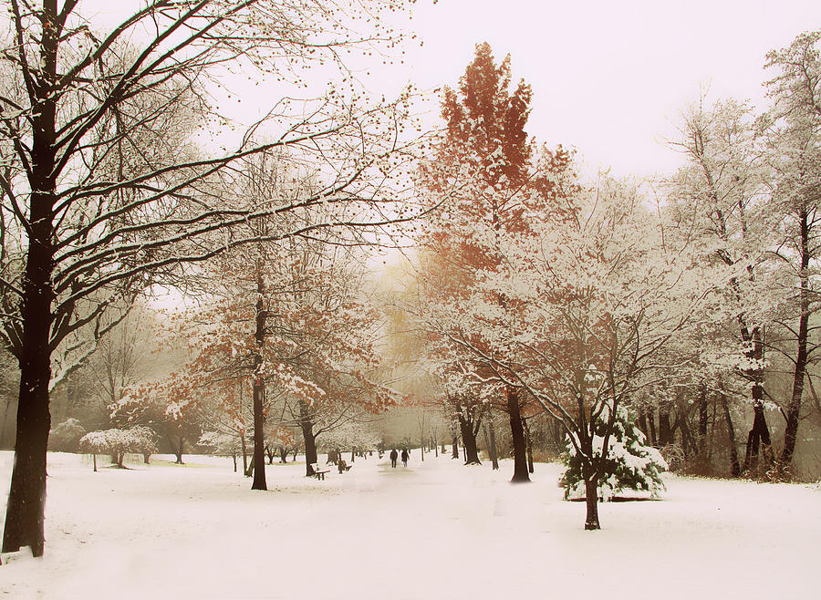 Winter Photograph - Winter Park by Jessica Jenney