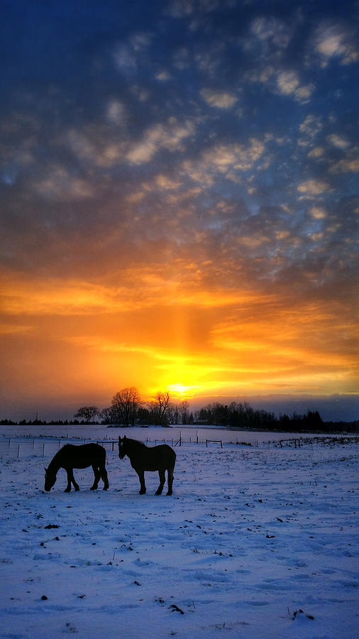 Winter Pasture Photograph by Brook Burling