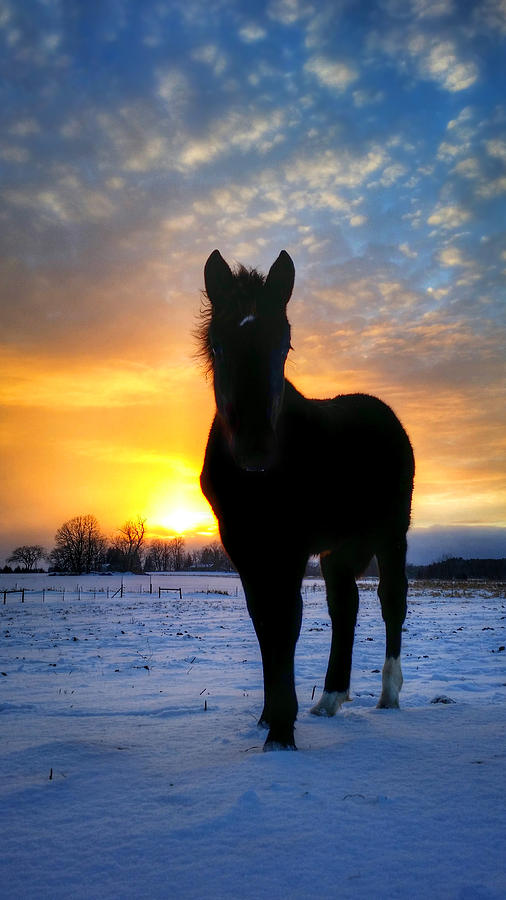 Winter Pasture Horse Photograph by Brook Burling