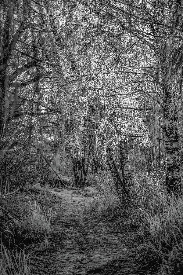 Winter Path BW #h1 Photograph by Leif Sohlman