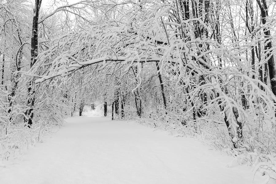 Winter Path Photograph by Chris Bordeleau