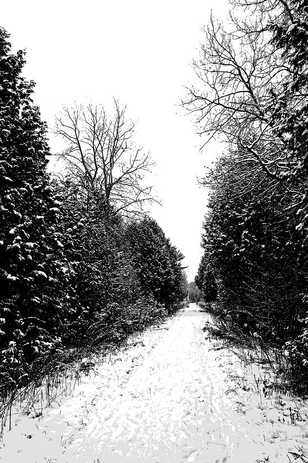 Winter Path Photograph by Debbie Oppermann
