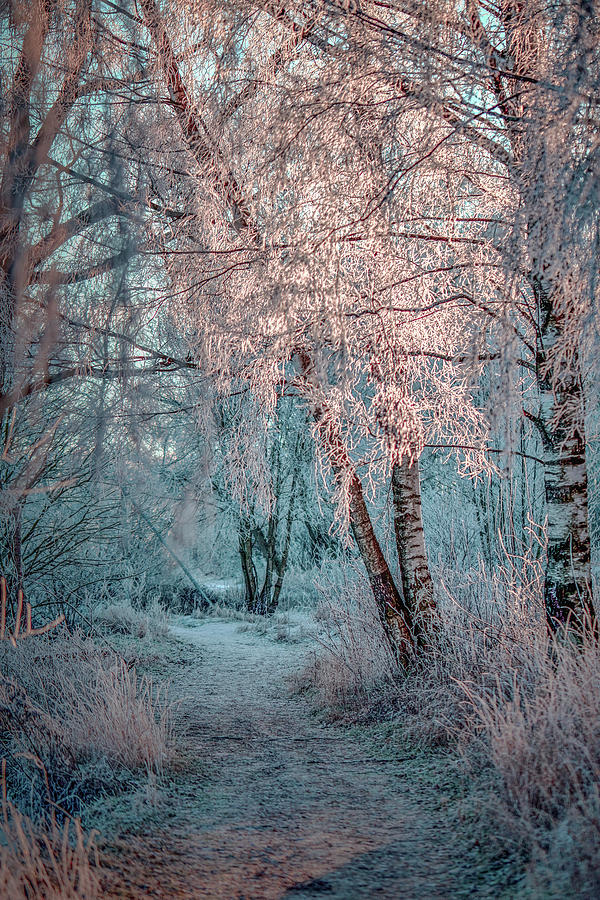 Winter path #h1 Photograph by Leif Sohlman