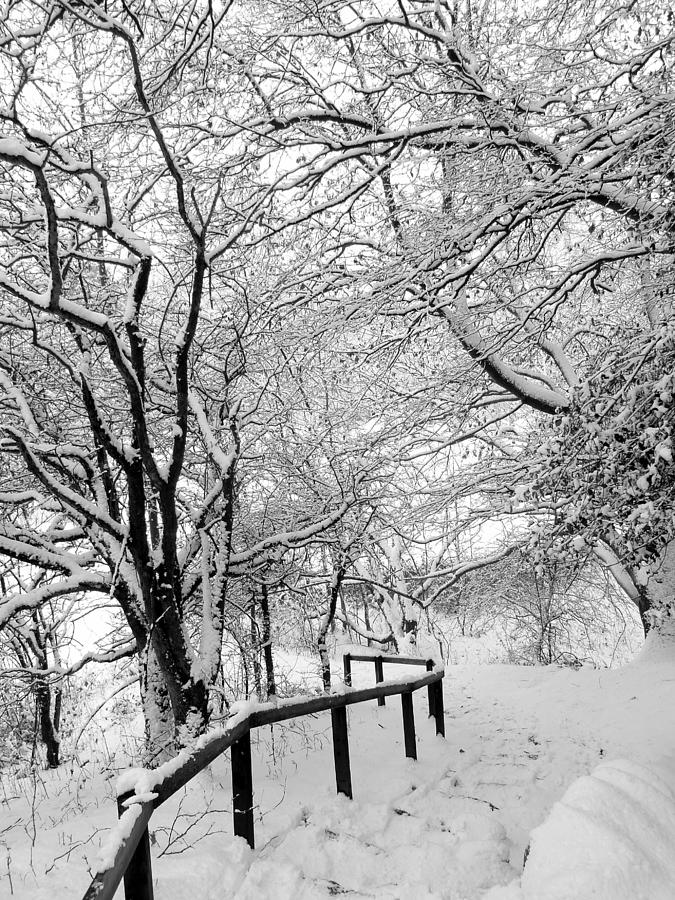 Winter path Photograph by Lukasz Ryszka