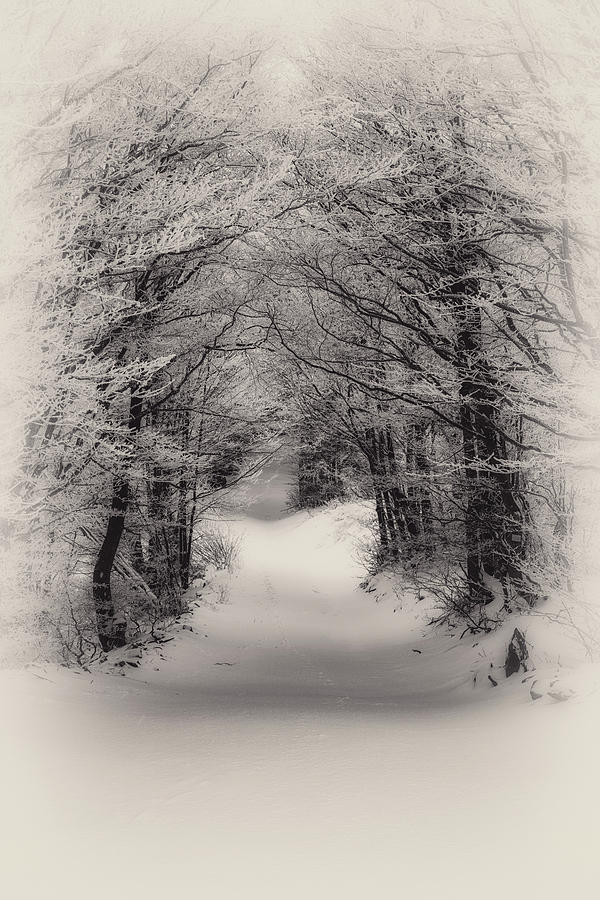 Winter #1 Photograph by Plamen Petkov