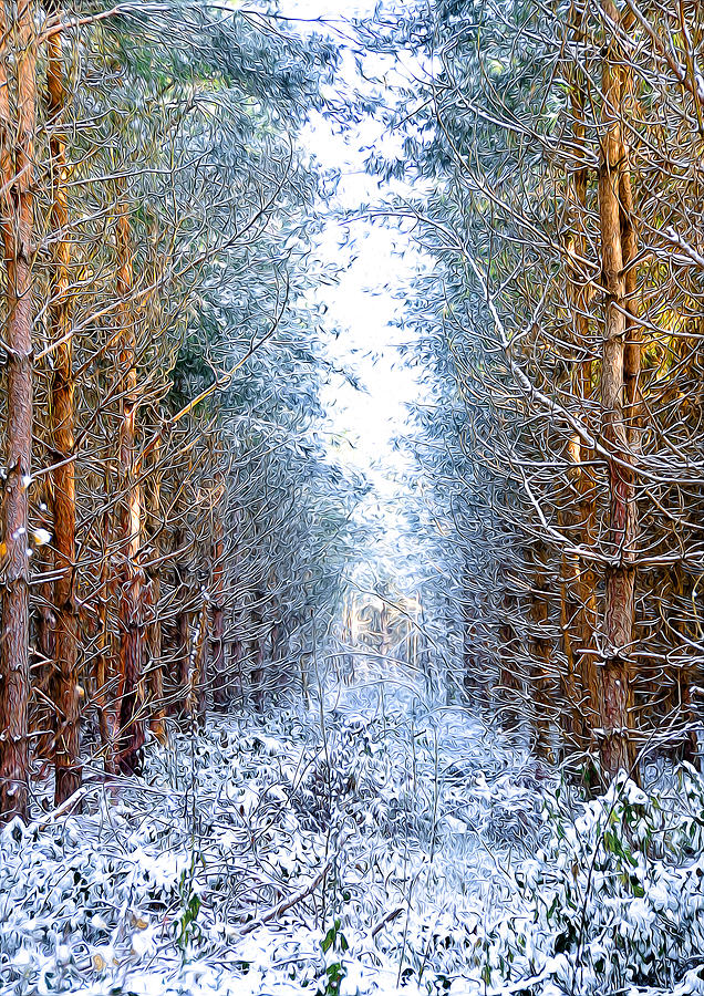 Winter Path Photograph by Svetlana Sewell