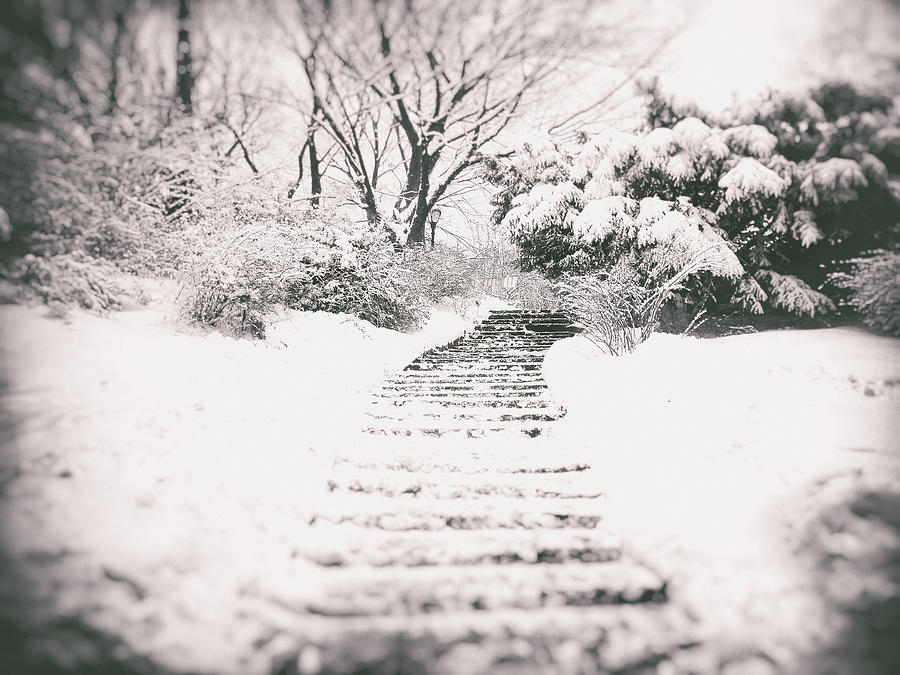 Black And White Photograph - Winter Path by Vivienne Gucwa