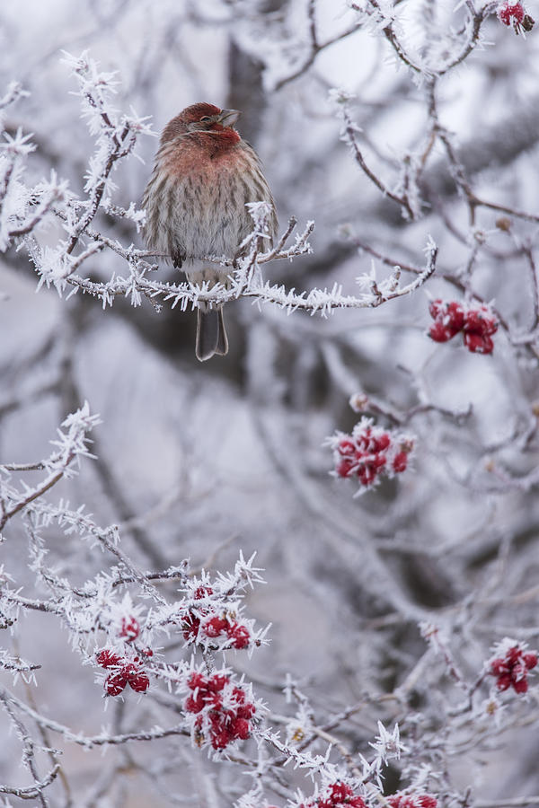 Winter Perch Photograph by Wild Sage Studio Karen Powers