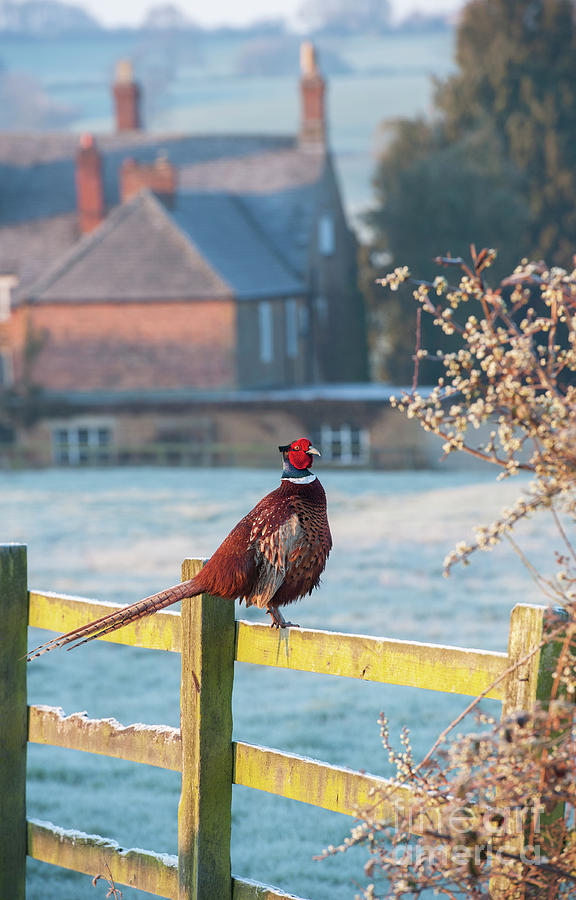 Winter Pheasant Photograph by Tim Gainey