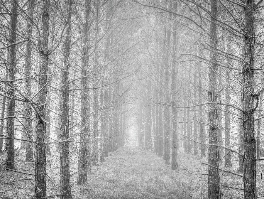 Black And White Photograph - Winter by Phil And Karen Rispin
