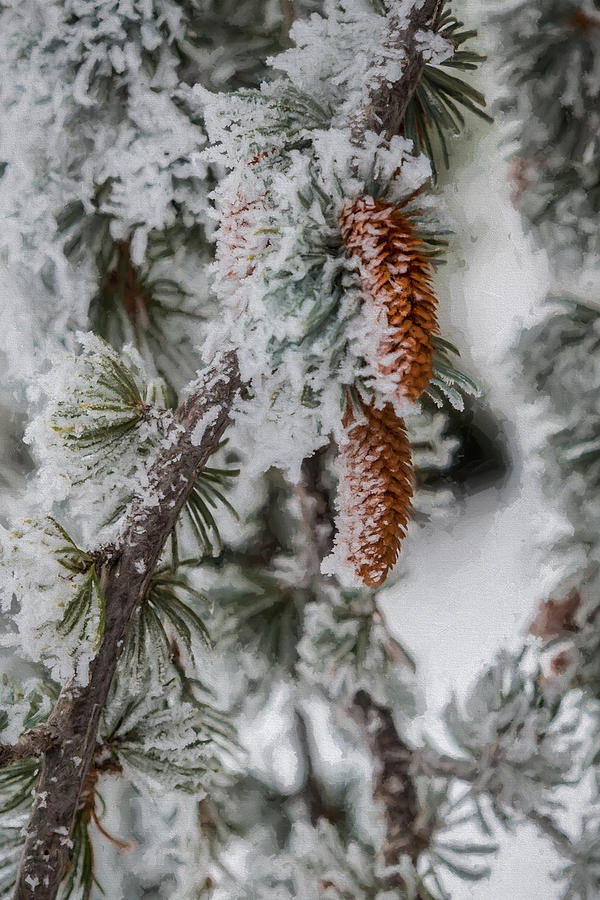 Winter Pine Cones Photograph by Lou Novick