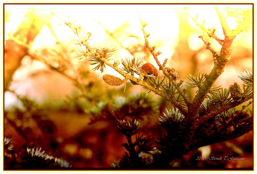 Winter Pine Photograph by Sonali Gangane