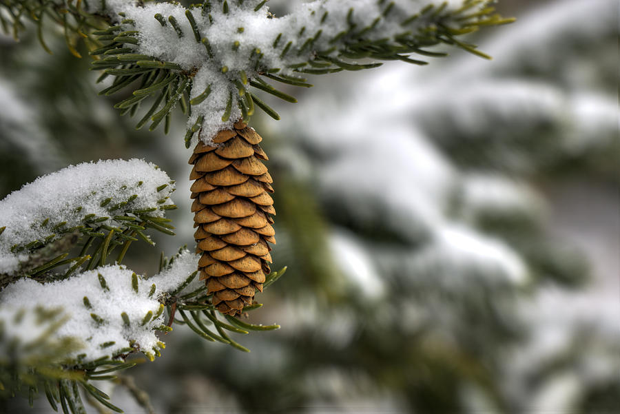 Winter Pine Photograph by Steve Gravano