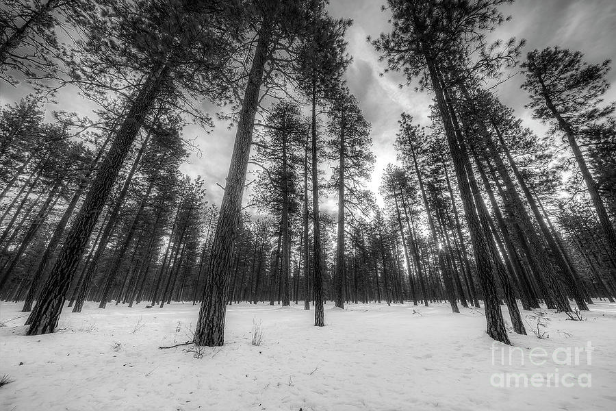 Winter Pines In Oregon Photograph