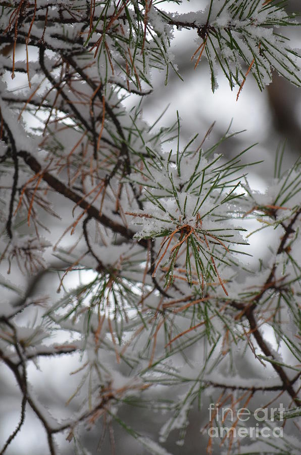 Winter Pines Photograph by Maria Urso