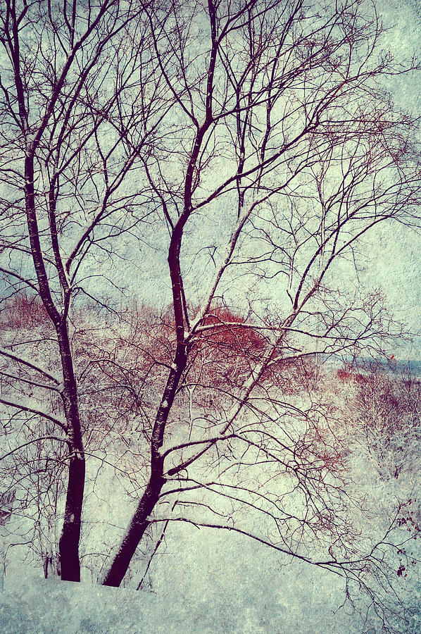 Winter Photograph - Winter Poem by Jenny Rainbow