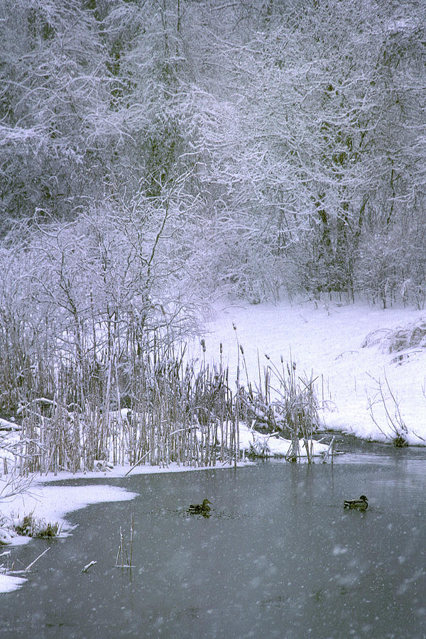 Winter Pond Photograph by Jerry Griffin