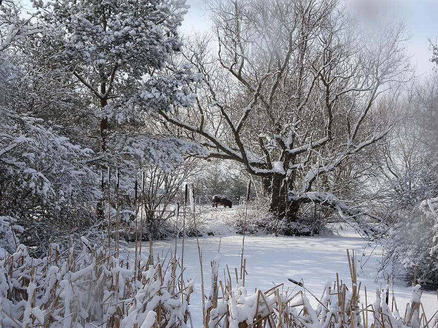 Winter Pond Photograph by Susan Baker