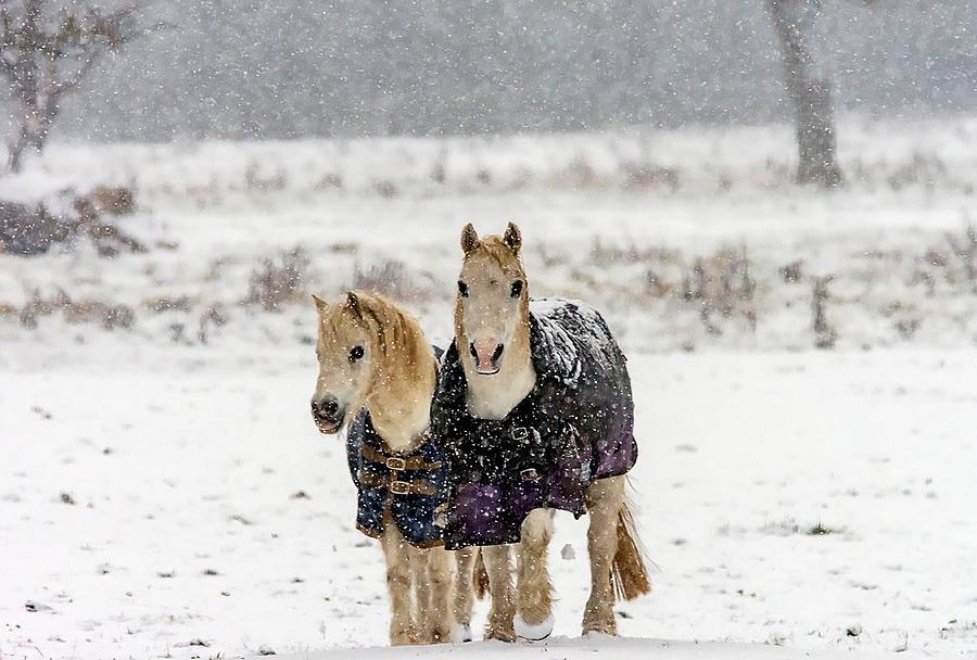 Winter pony by Cliff Norton Winter pony by Cliff Norton