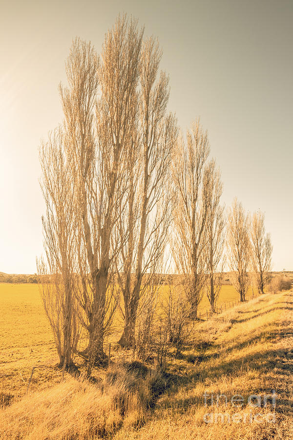 Winter Photograph - Winter poplar trees by Jorgo Photography