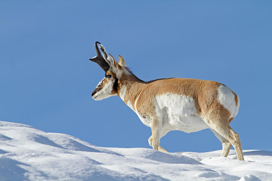 Winter Pronghorn Buck Photograph by Mark Miller