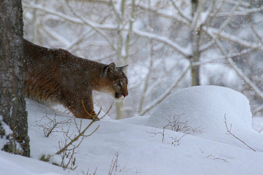 Winter Prowler Photograph by Steve McKinzie