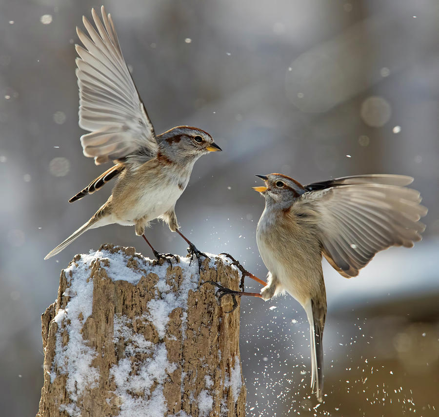 Winter Photograph - Winter Quarrel by Mircea Costina Photography
