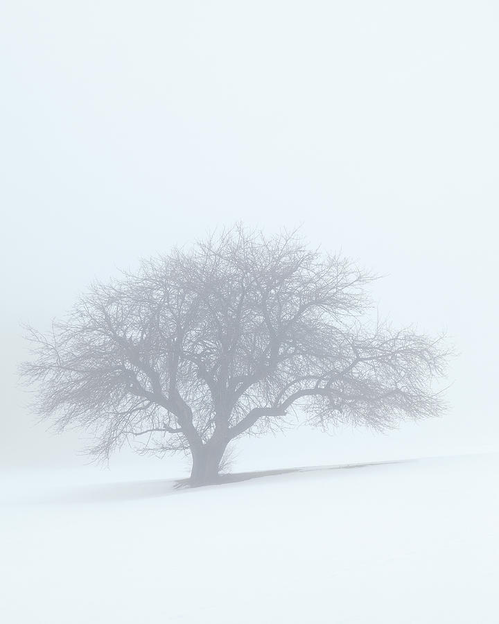 Winter Quiet 2 Photograph by Alan L Graham