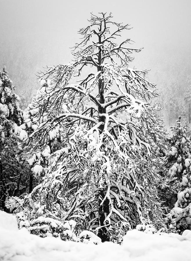 Winter by Racheal Christian Winter by Racheal Christian