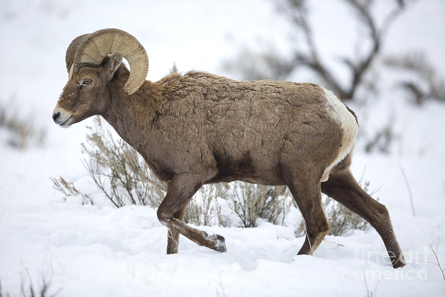 Winter Ram Photograph by Douglas Kikendall