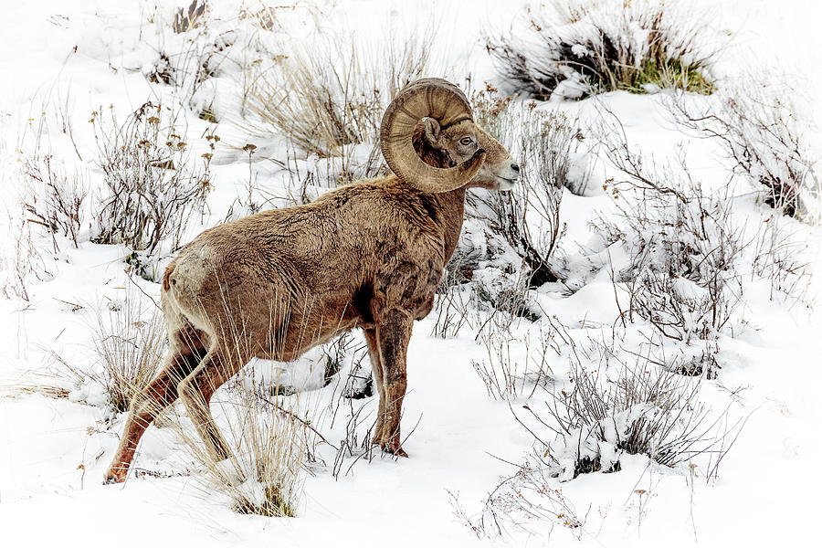 Winter Ram Photograph by Wes and Dotty Weber