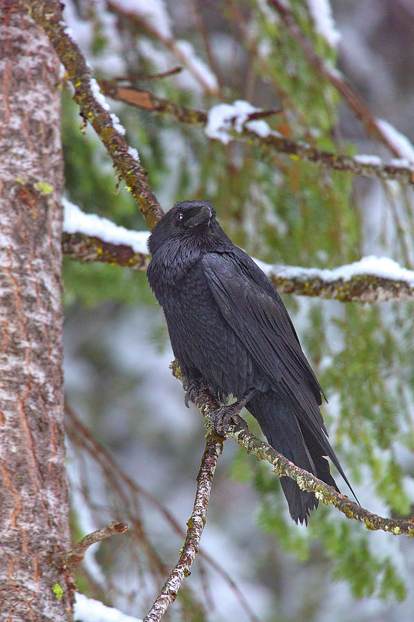 Winter Raven II Photograph by Brian Knott Photography