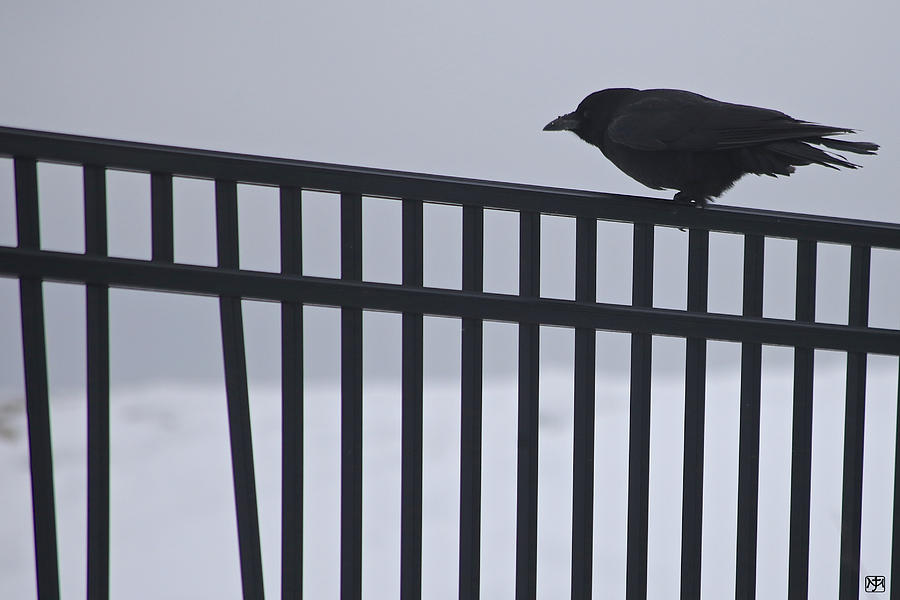 Winter Raven Photograph by John Meader