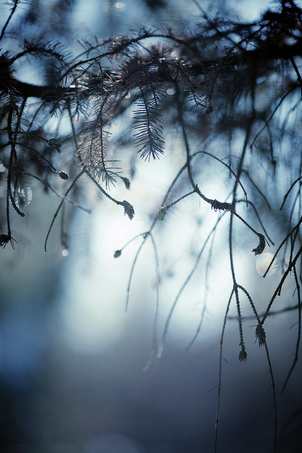 Winter Photograph by Rebecca Cozart