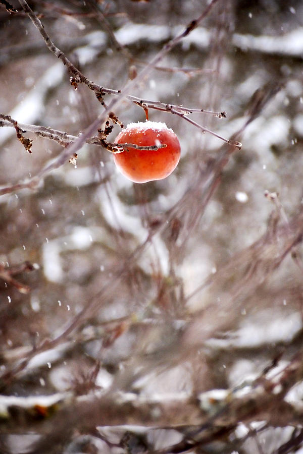Winter Red Photograph by Angie Rea