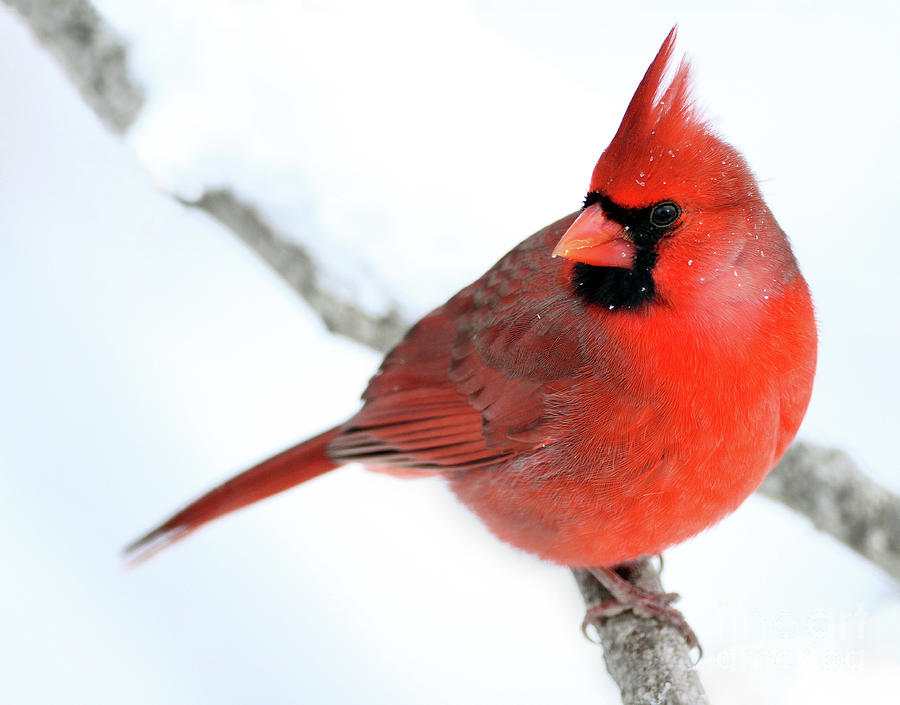 Winter Red Photograph by Art Cole