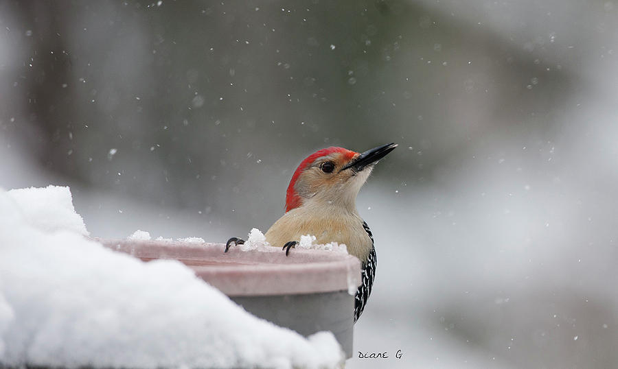 Winter Red-bellied Woodpecker Photograph by Diane Giurco