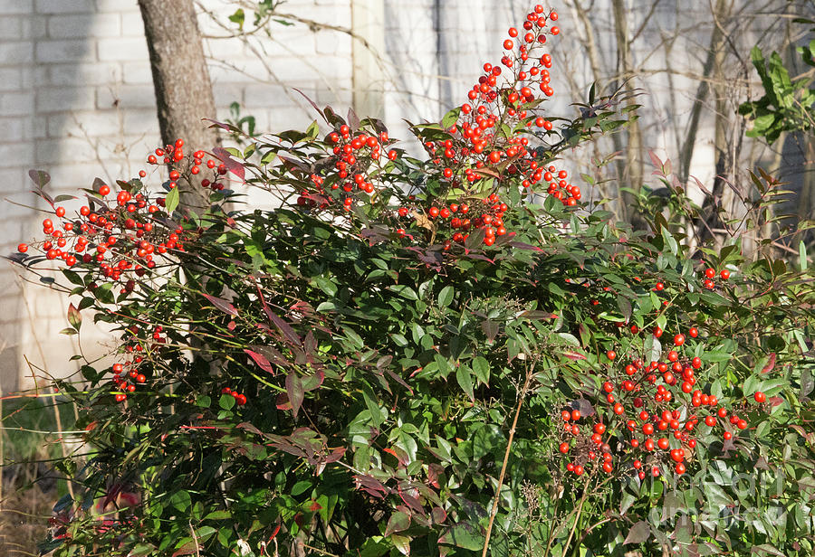 Winter Red Berries Photograph by Linda Phelps