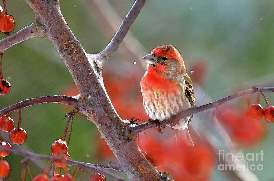 Painterly Photograph - Winter Red by Betty LaRue
