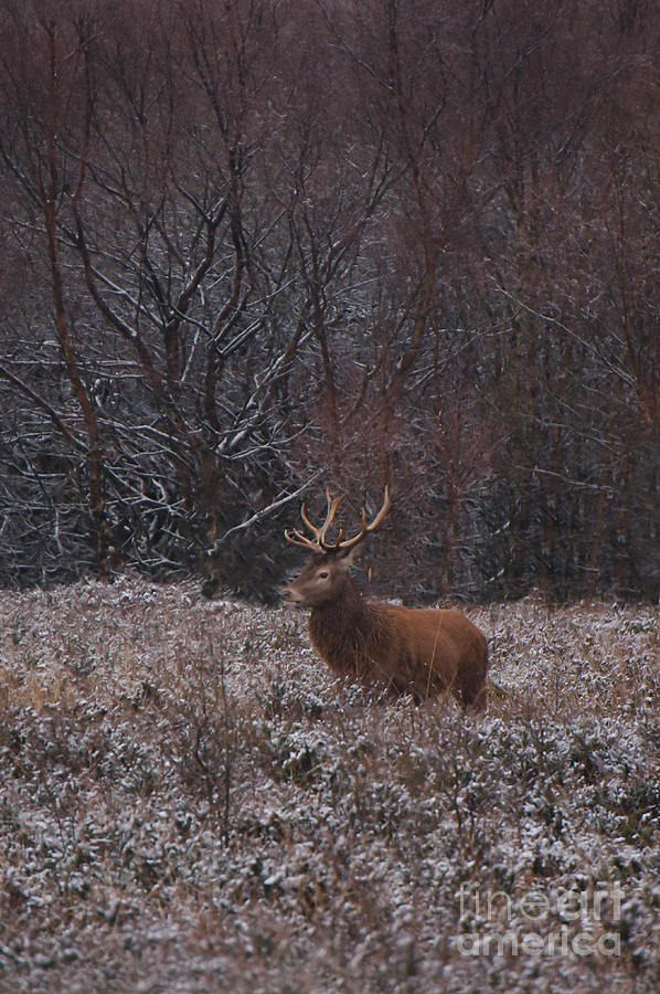 Winter Red Deer Stag Photograph