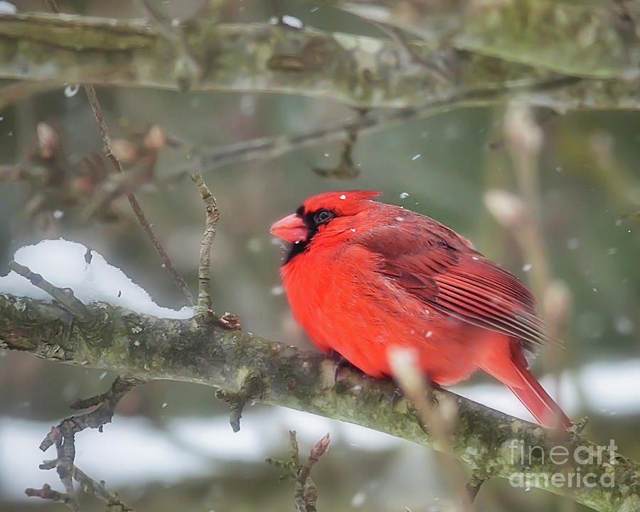 Winter Red Photograph by Kerri Farley