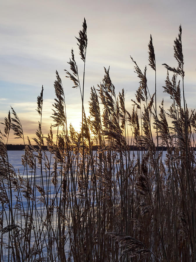 Winter Reeds In Light Wind Photograph