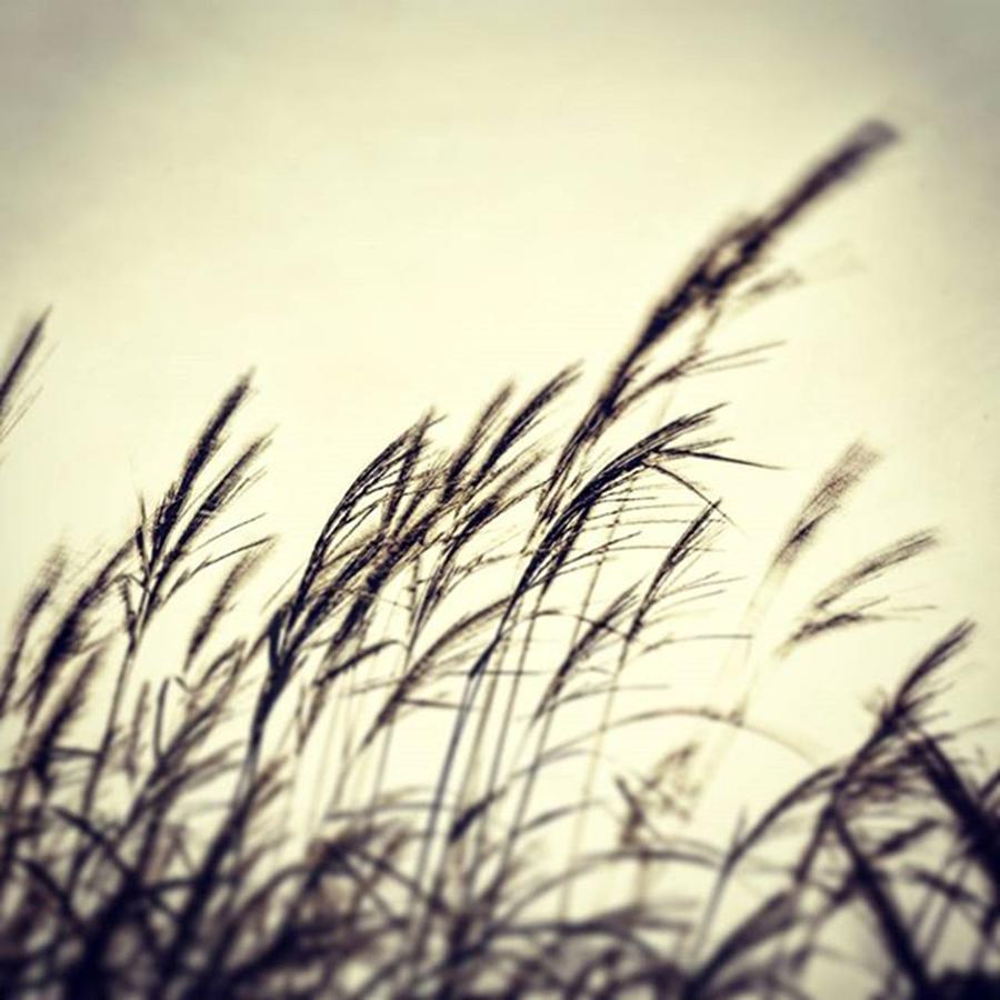 Winter Photograph - Winter Reeds #wind #blur #winter by Scott Anderson