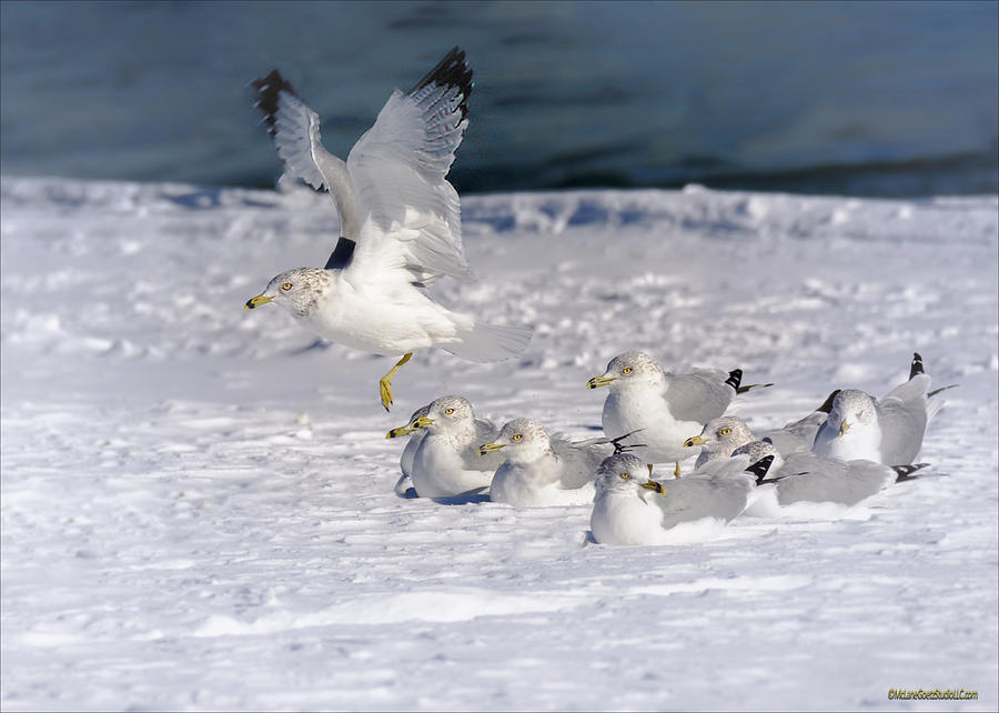 Winter Ring Billed Gulls  Photograph by LeeAnn McLaneGoetz McLaneGoetzStudioLLCcom