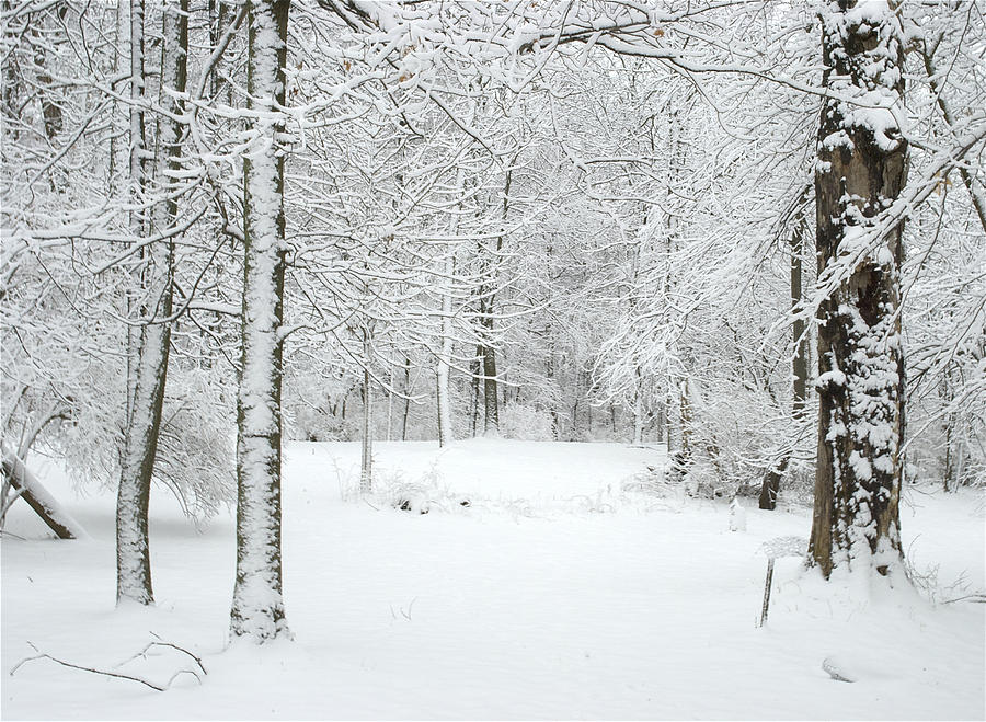 Winter Photograph by Robert Ostendorf