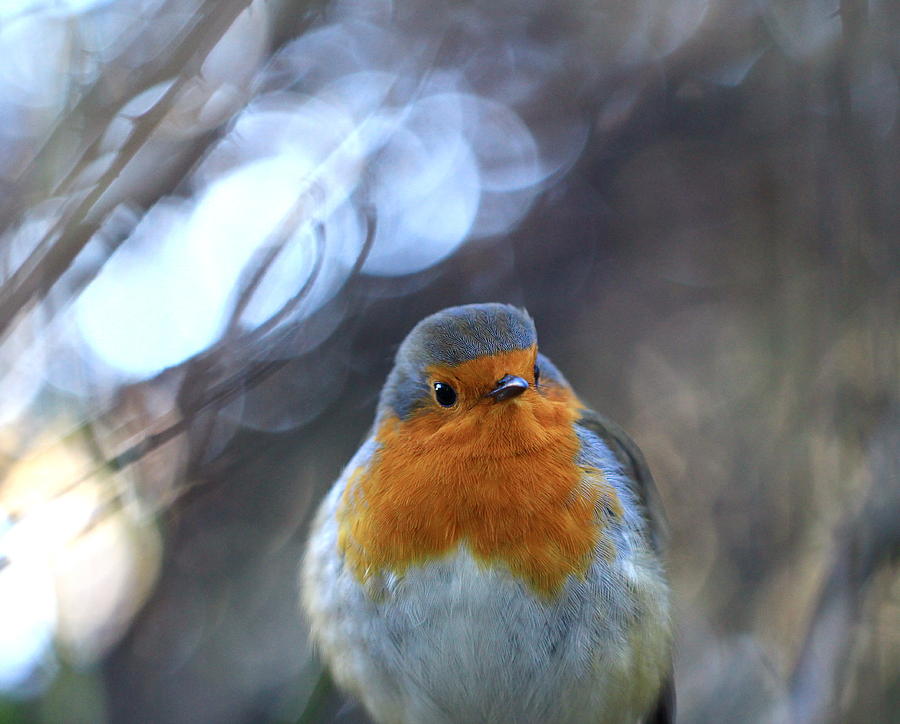 Robin Photograph - Winter Robin by Emily Clark